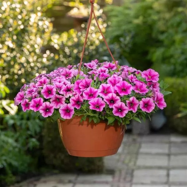 Петуния Shock Wave Rose Vein - 3 шт 11406 - фото 2734