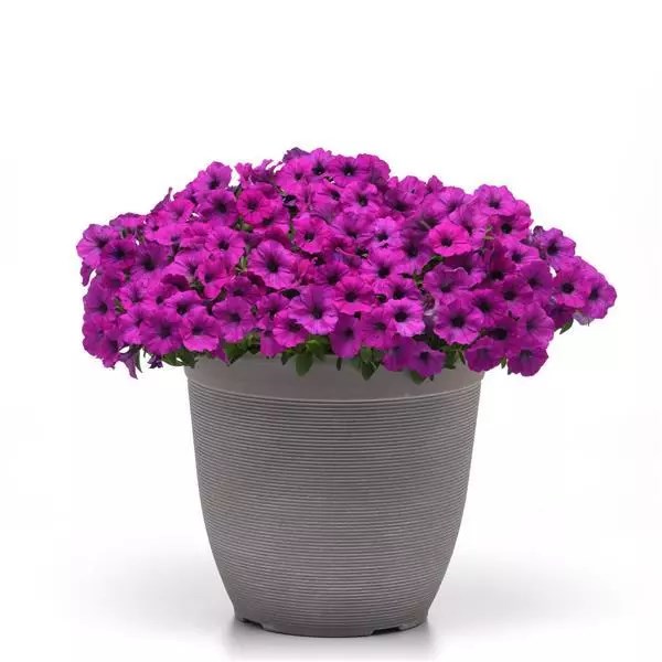 Петуния Shock Wave Violet - 3 шт 11405 - фото 2737