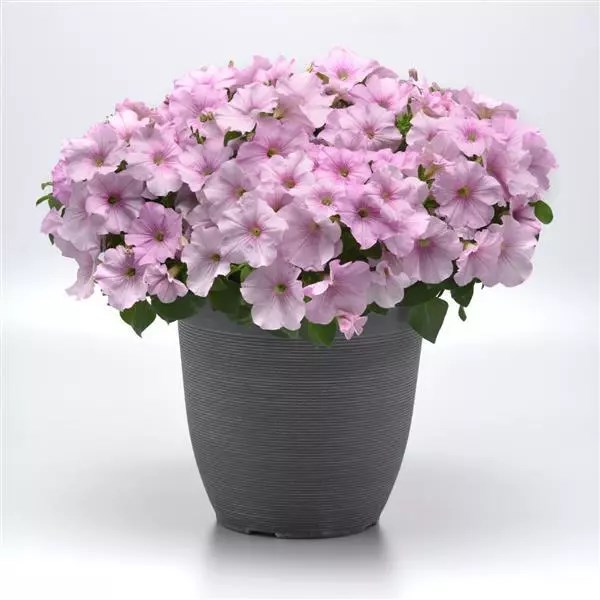 Петуния Easy Wave Pink Pearl - 5 шт 11407 - фото 2739