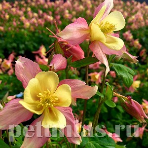 Аквилегия Swan Pink and Yellow - 3 шт 10035 - фото 280