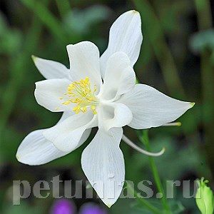 Аквилегия Swan White - 3 шт 10036 - фото 281