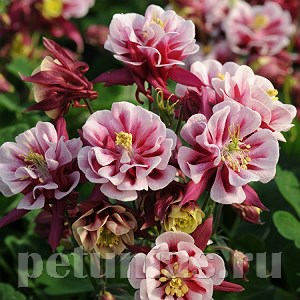 Аквилегия Winky Double Red White - 3 шт 10038 - фото 283