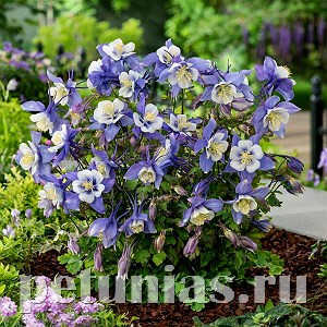 Аквилегия Earlybird Blue White - 3 шт 10039 - фото 284