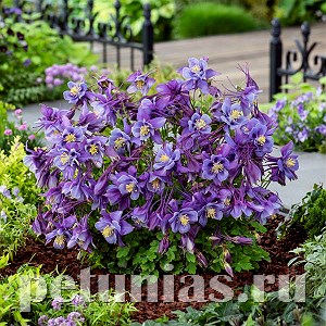 Аквилегия Earlybird Purple Blue - 3 шт 10040 - фото 285