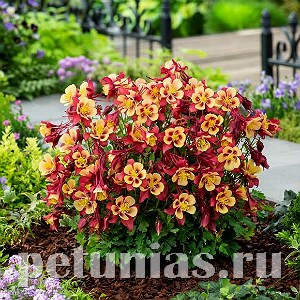 Аквилегия Earlybird Red Yellow - 3 шт 10046 - фото 289