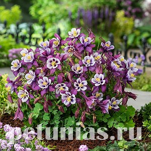 Аквилегия Earlybird Purple White - 3 шт 10045 - фото 291