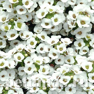 Алиссум Clear Cristall White - 5 шт 10047 - фото 293