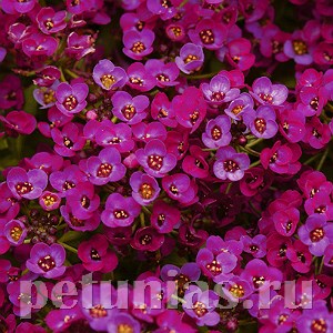 Алиссум Clear Cristall Purple Shades - 5 шт 10048 - фото 294