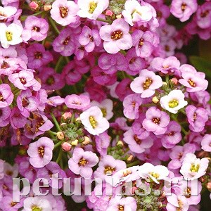 Алиссум Clear Cristall Lavender Shades - 5 шт 10049 - фото 295