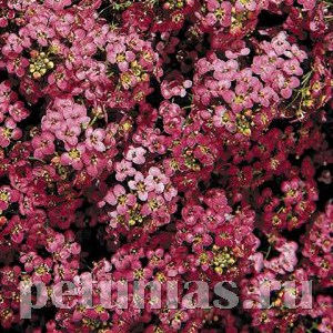 Алиссум Wonderland Deep Rose - 5 шт 10051 - фото 298