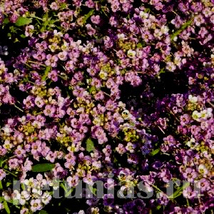Алиссум Wonderland Deep Pink - 5 шт 10052 - фото 301