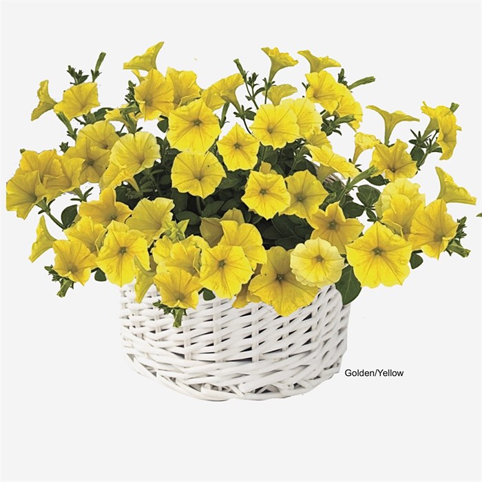 Петуния гибридная Pendolino Golden Yellow - 5 шт 10893