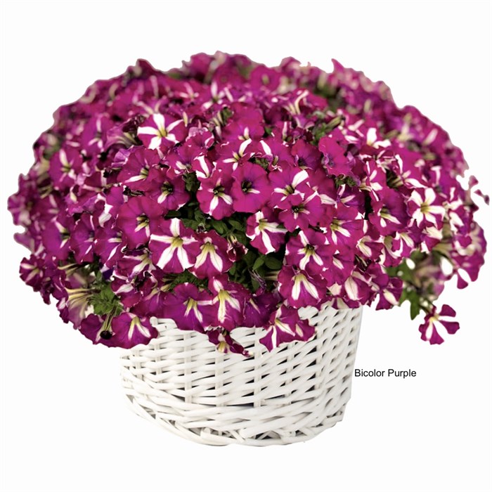 Петуния гибридная Mini Stellina Bicolor Purple - 5 шт 11412 - фото 3027