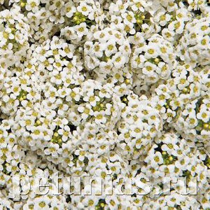 Алиссум Wonderland White - 5 шт 10054 - фото 302