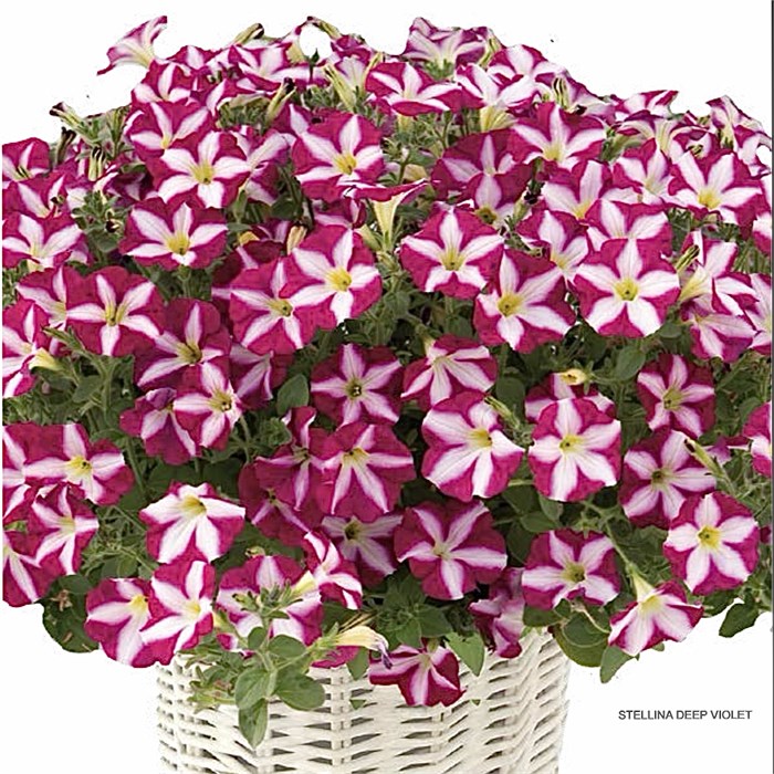 Петуния гибридная Stellina Deep Violet - 5 шт 11416 - фото 3050