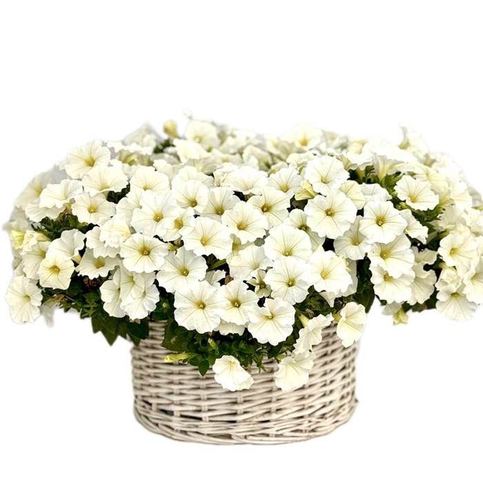 Петуния гибридная Pendolino Waxed White - 5 шт 10894