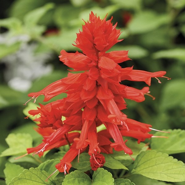 Сальвия Reddy Lime Leaved Red - 10 шт 11418 - фото 3088
