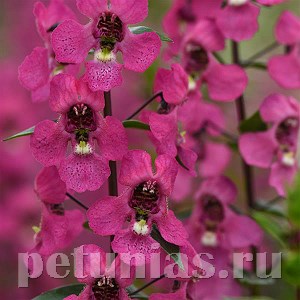 Ангелония Serena Rose - 3 шт 10060 - фото 308