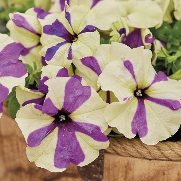 Петуния Shake Grapeberry - 5 шт 11419 - фото 3095