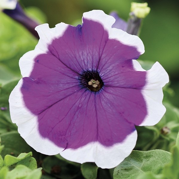 Петуния Mambo GP Violet Picotee - 10 шт 11421 - фото 3102