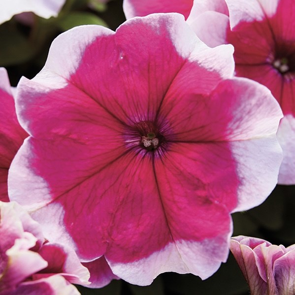 Петуния Mambo GP Rose Picotee - 10 шт 11422 - фото 3106