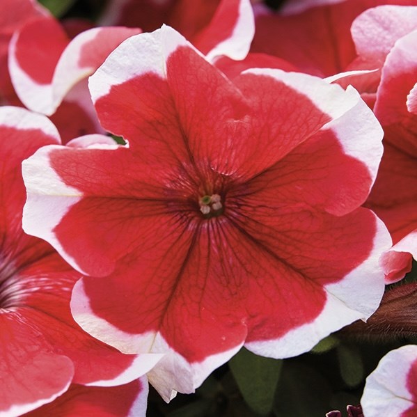 Петуния Mambo GP Red Picotee - 10 шт 11423 - фото 3110
