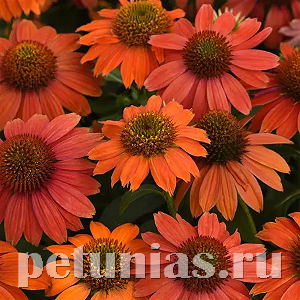 Эхинацея Artisan Red Ombre - 3 шт 11364 - фото 312
