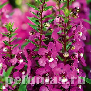 Ангелония Serenita Raspberry - 3 шт 10064 - фото 314