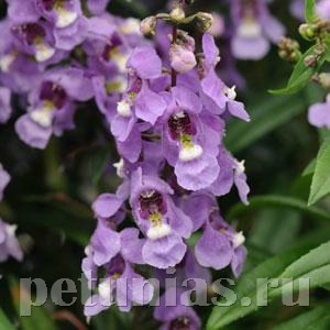 Ангелония Serenita Sky Blue - 3 шт 10066 - фото 316