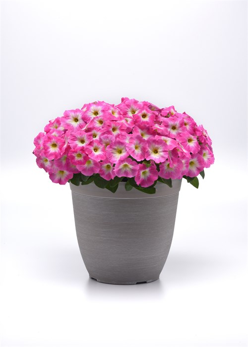 Петуния Easy Wave E3 Rose Morn - 3 шт 10845