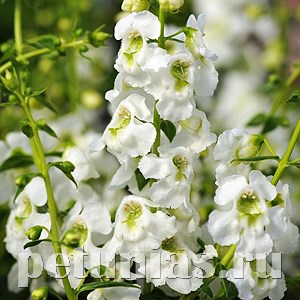 Ангелония Serenita White - 3 шт 10067 - фото 317