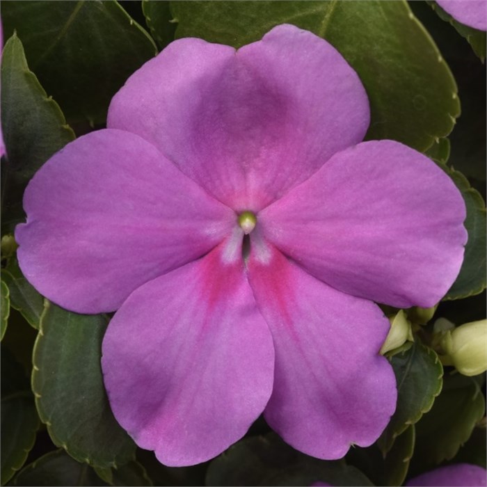 Бальзамин Beacon Blue Pearl - 5 шт 11436