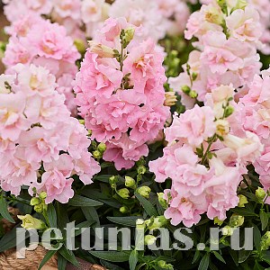 Антирринум махровый Twinny Appleblossom - 10 шт 10088 - фото 319