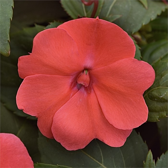 Бальзамин Solarscape Salmon Punch - 3 шт 11438