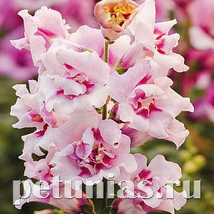Антирринум махровый Twinny Orchid - 10 шт 10091 - фото 323