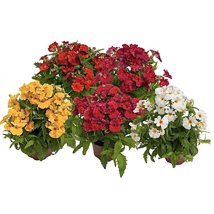 Немезия Nebula Mix - 5 шт 11447