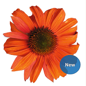 Эхинацея PollyNation Orange Red - 3 шт 11369 - фото 325
