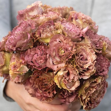 Эустома Rosanne II Terracotta - 5 шт 11454