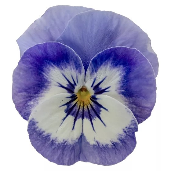 Виола Penny Pro Blue Marina - 5 шт 11456