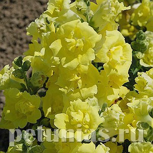 Антирринум махровый Twinny Yellow Shades - 10 шт 10096 - фото 330