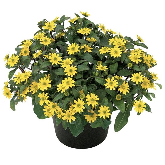 Санвиталия Queen Of Sunlight - 5 шт 11459