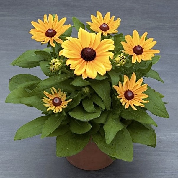 Рудбекия Claire Orange Red Wing - 5 шт 11460