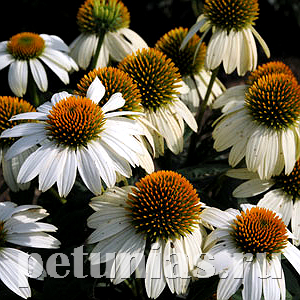 Эхинацея PowWow White - 3 шт 11366 - фото 332