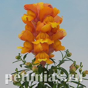 Антирринум Snappy Bronze - 10 шт 10069 - фото 333