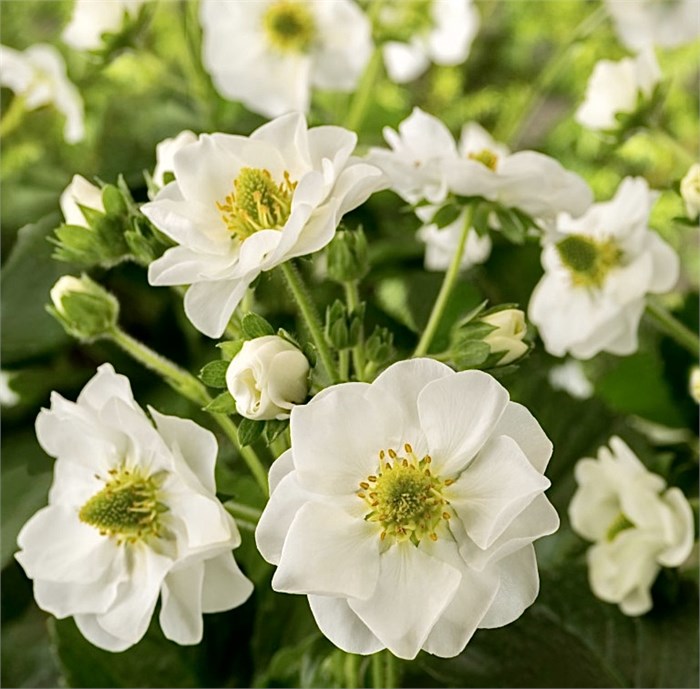 Клубника Summer Breeze Snow F1 - 3 шт 11463