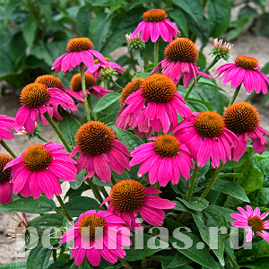 Эхинацея PowWow Wild Berry - 3 шт 11367 - фото 335