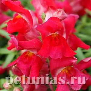 Антирринум Snappy Cherry - 10 шт 10071 - фото 336