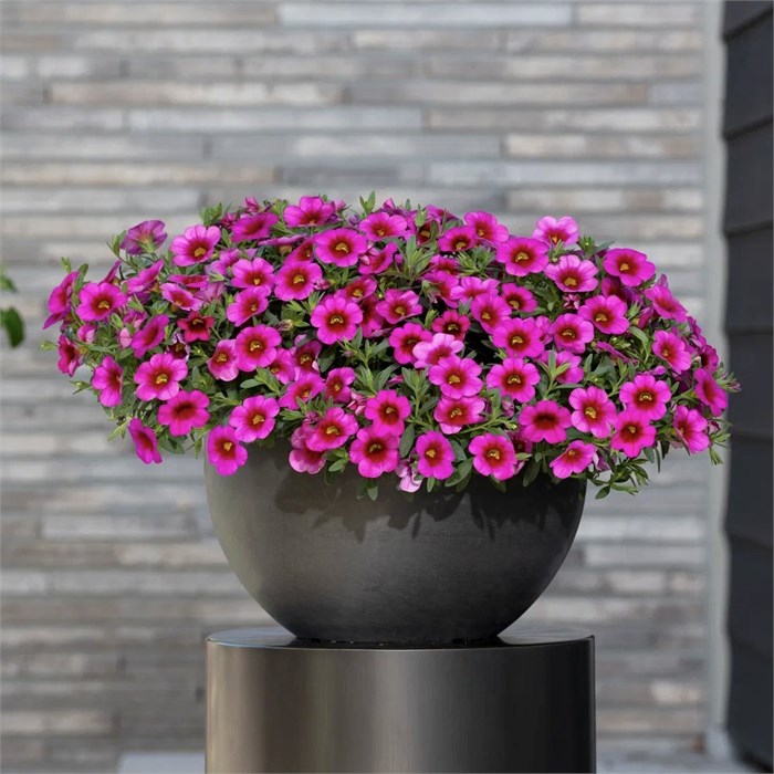 Калибрахоа Classique Rose Blast - 3 шт 11467