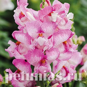 Антирринум Snappy Mauve - 10 шт 10072 - фото 337