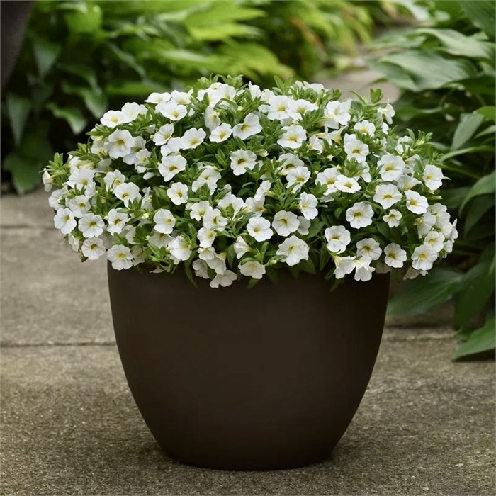 Калибрахоа Classique White - 3 шт 11468